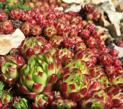 Sempervivum pittonii